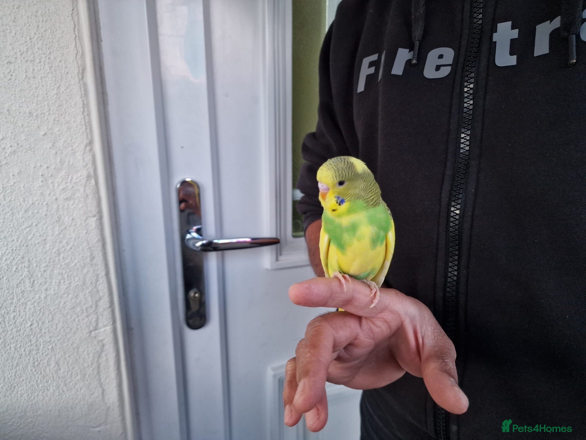 Budgerigars birds Super silly tame budgies  - Advert 9