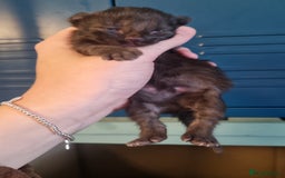Domestic Shorthair cats for sale: Beautiful mix of kittens  - Image 5