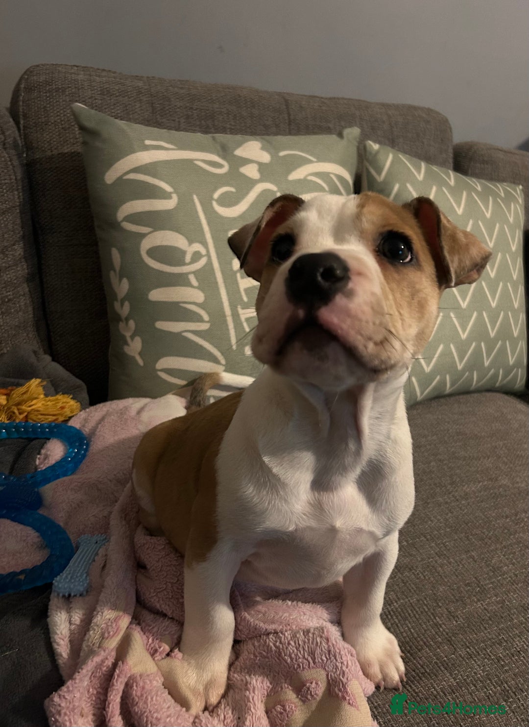 Mixed Breed dogs for sale: Staff x bulldog  - Advert 18