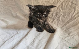 Maine Coon cats for sale: Black Smoke Kittens - Image 2