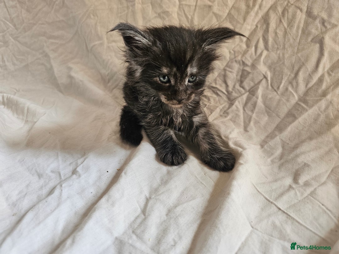 Maine Coon cats for sale: Black Smoke Kittens - Image 2
