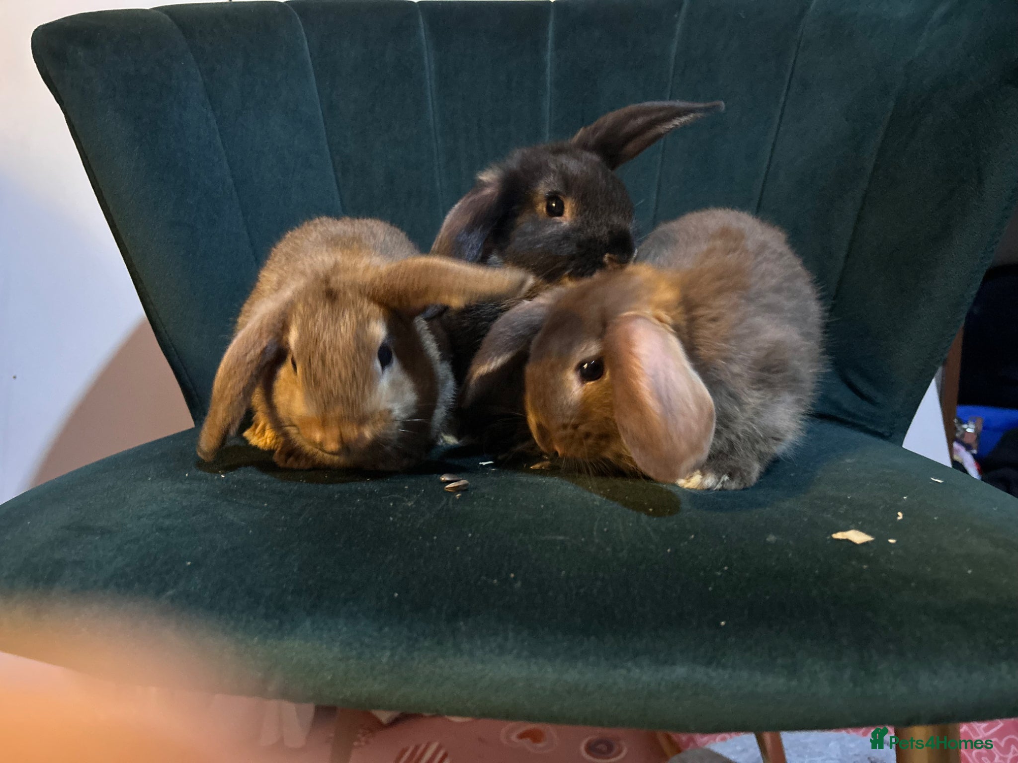 Mini Lop rabbits Mini-lop Cross - Advert 1