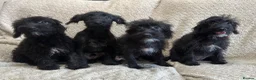Jackapoo dogs for sale: 4 Jackapoos  - Advert 7