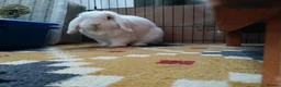Mini Lop rabbits for sale: Finn the Rabbit, 5y old, looking for new home,  in Dunstable - Advert 6