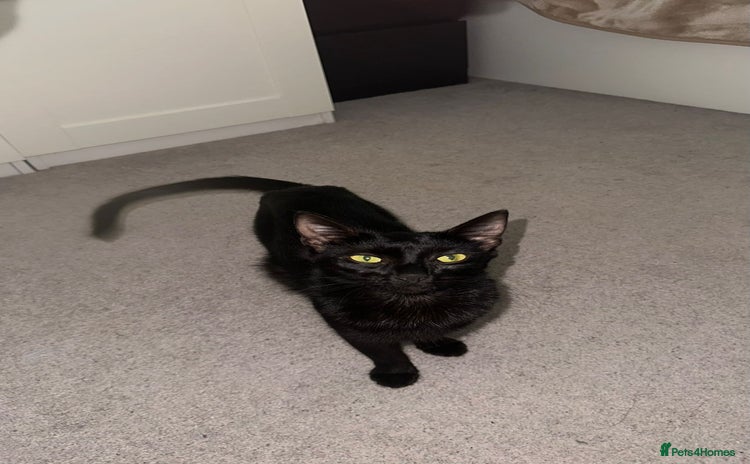 Bombay cats - Advert 1