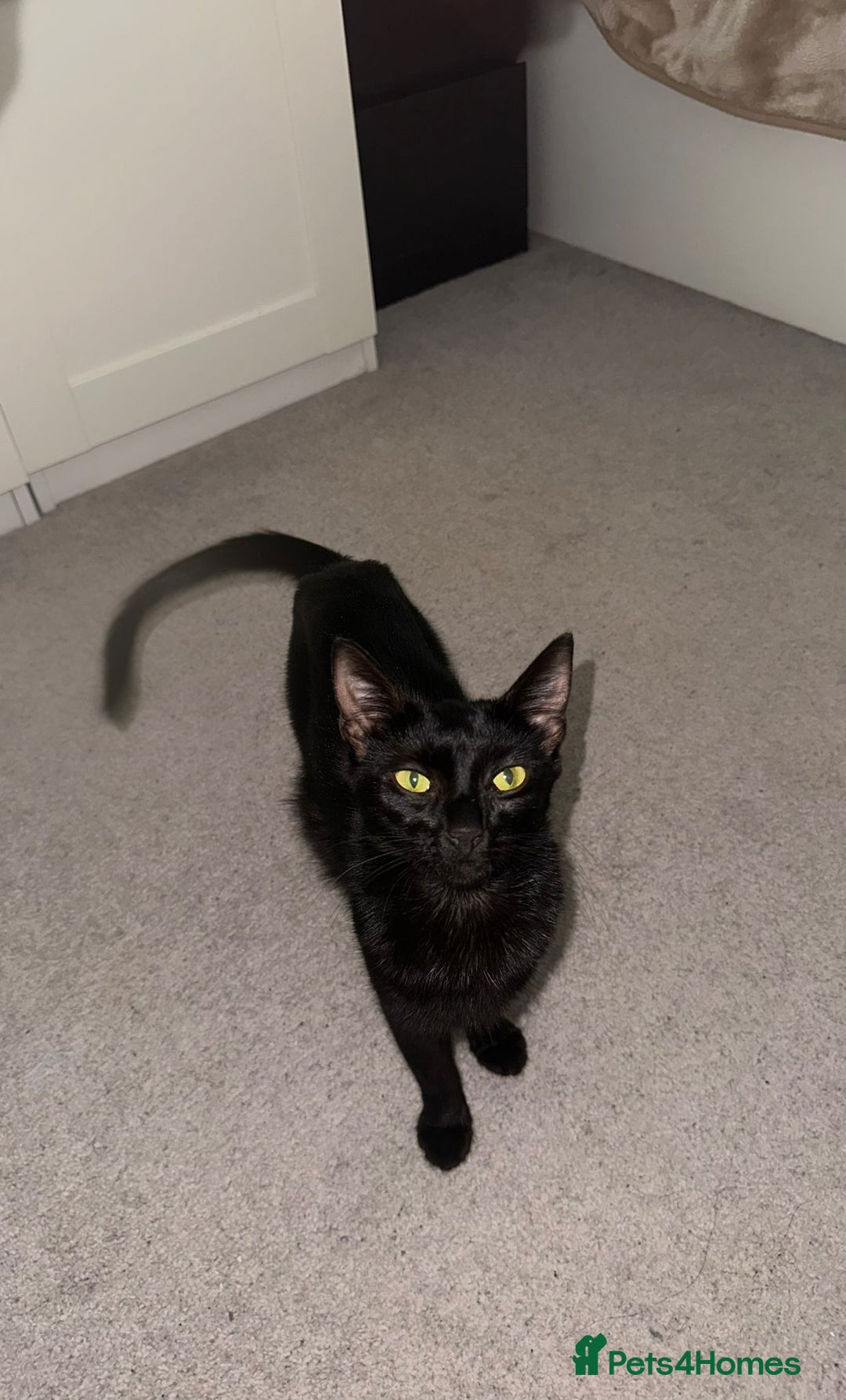 Bombay cats for sale: Mother and daughter kitties for adoption - Image 1
