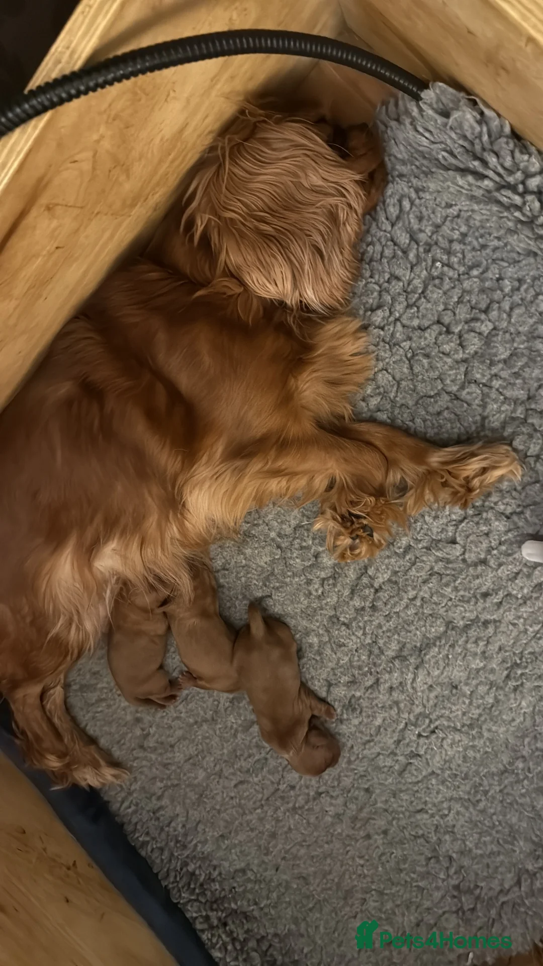 Cavalier King Charles Spaniel dogs for sale: RKC registered cavalier King Charles ruby puppies - Advert 2