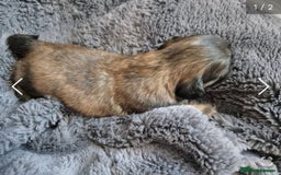 Shih Tzu dogs for sale: ✨ Beautiful Shih Tzu Puppies for Sale ✨ - Image 15