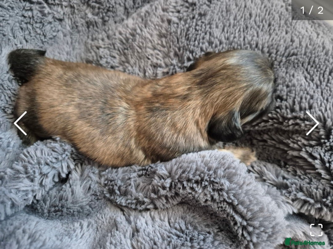 Shih Tzu dogs for sale: ✨ Beautiful Shih Tzu Puppies for Sale ✨ - Image 15