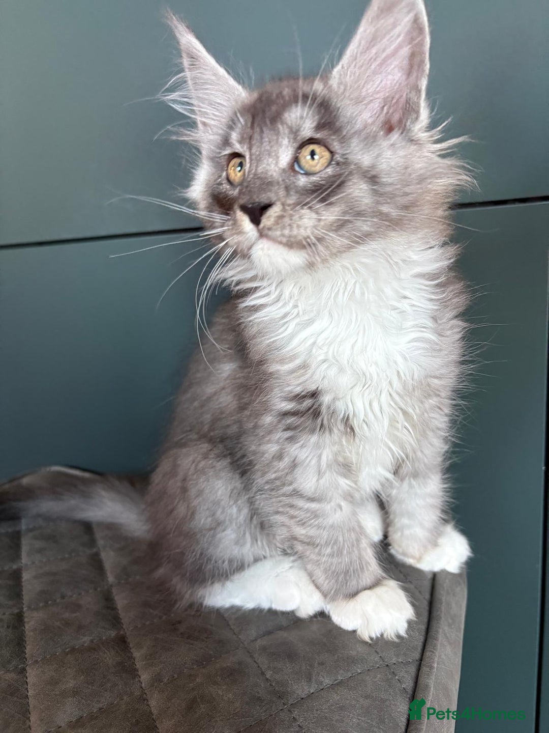 Maine Coon cats for sale: XL Maine Coon Kittens for Sale – TICA Reg - Advert 19