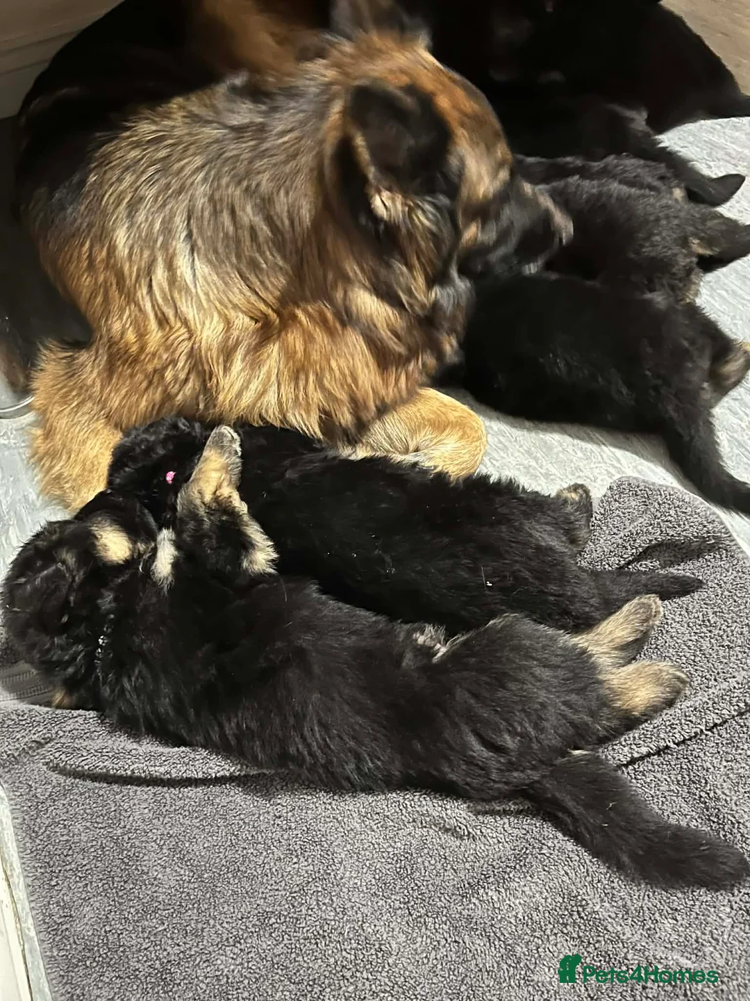 German Shepherd dogs for sale: Beautiful German Shepherd Puppies Kc Registered  - Advert 4