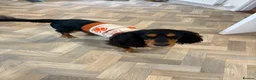 Cocker Spaniel dogs for sale: 2 year old archie in Dundee - Advert 5