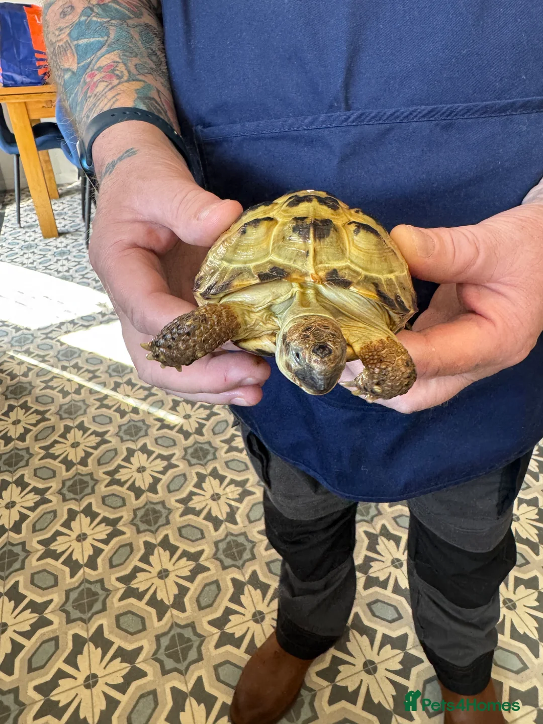 Tortoise reptiles for sale:  tortoise in Telford - Advert 1