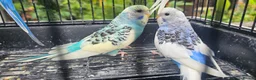 Budgerigars birds for sale: Baby budgies for sale  in Waltham Abbey - Advert 26