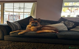 Mixed Breed dogs for sale: GSD x Lab  - Image 1