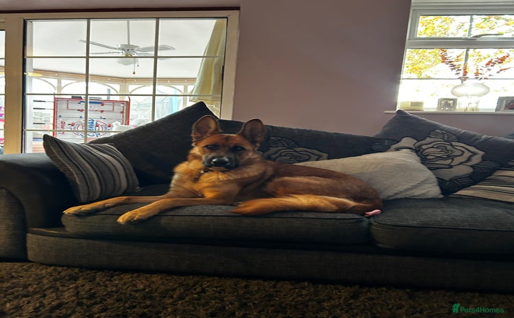 Mixed Breed dogs - Advert 1