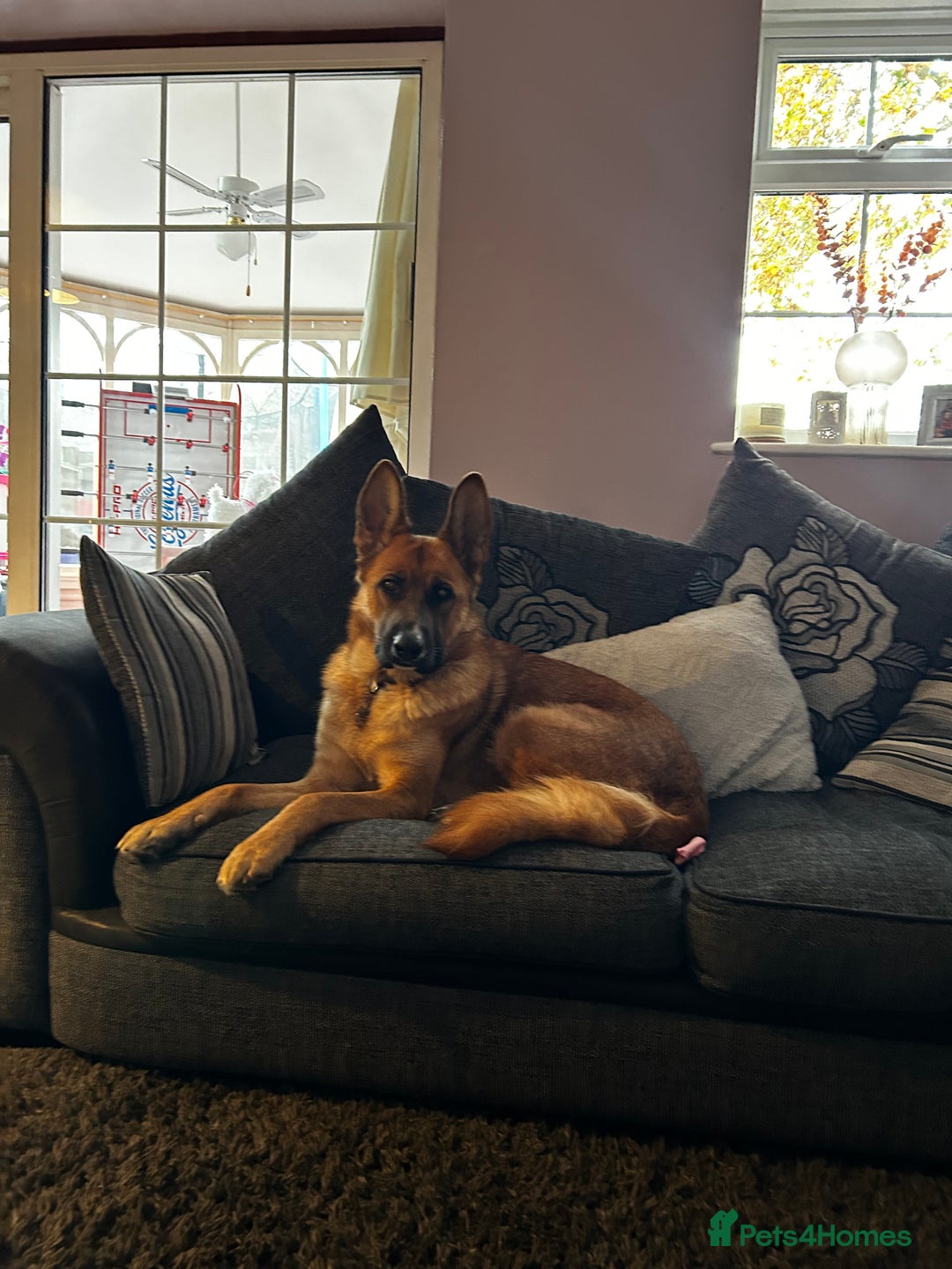 Mixed Breed dogs for sale: GSD x Lab  - Image 1