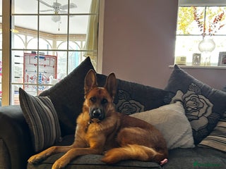 Mixed Breed dogs - Advert 1