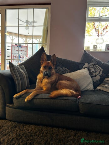 Mixed Breed dogs - Advert 1