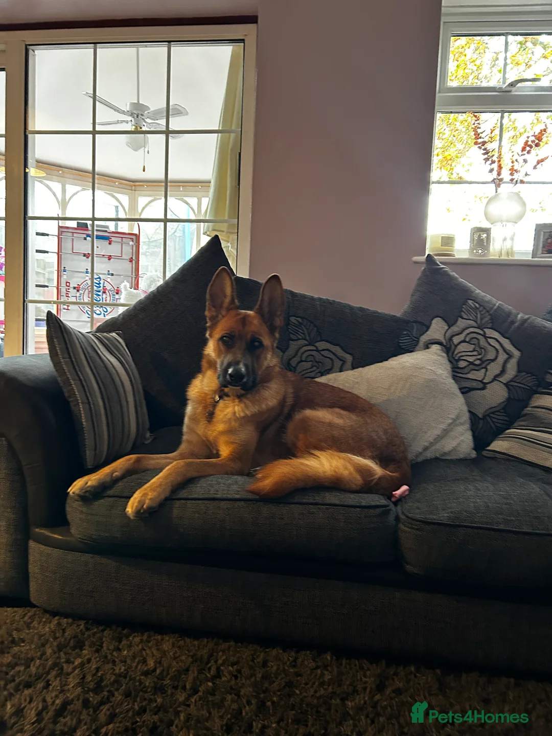 Mixed Breed dogs for sale: GSD x Lab  - Advert 7