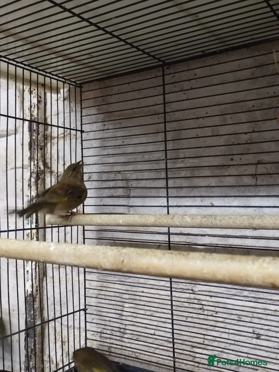 Canaries birds for sale: Canary's, green finch, silver, jarva sparrows  - Advert 19