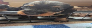 Dachshund 1