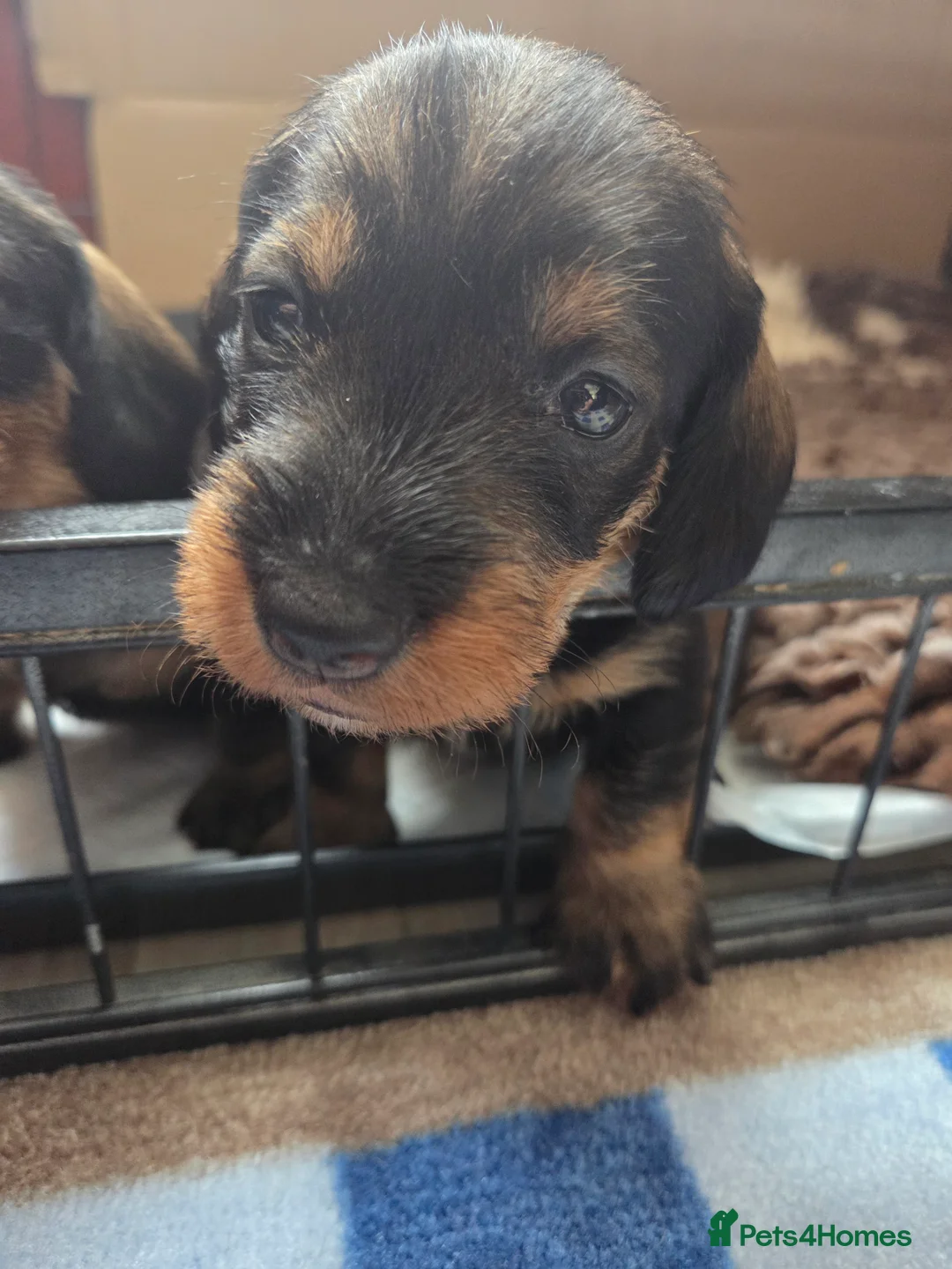 Dachshund dogs for sale: Wirehaired Dachshund KC and health tested. - Advert 9