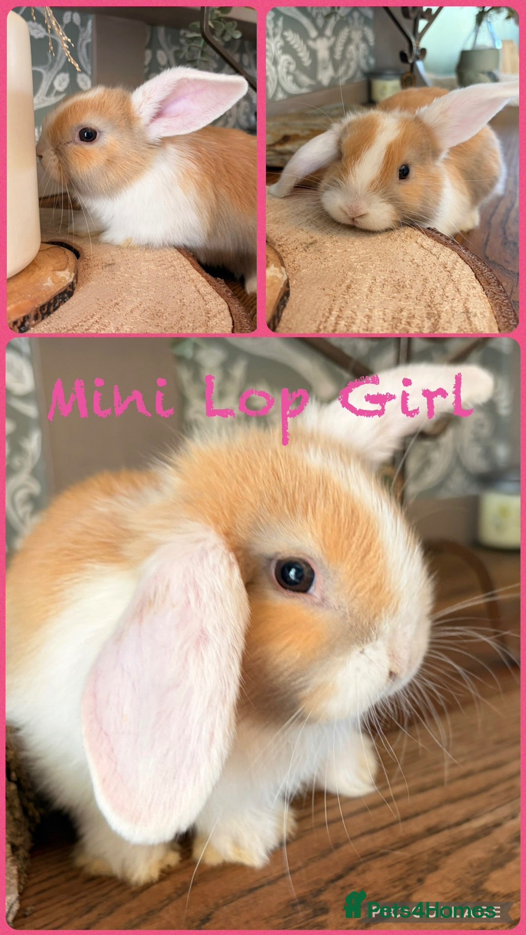 Mini Lop rabbits Gorgeous mini lop litter  - Advert 2