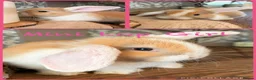 Mini Lop rabbits for sale: Gorgeous mini lop litter  - Advert 2