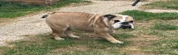 English Bulldog dogs for sale: 2 Kc Female’s available  - Advert 4