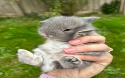 Mini Lop rabbits for sale: 3 beautiful mini lop rabbits for sale  - Image 2