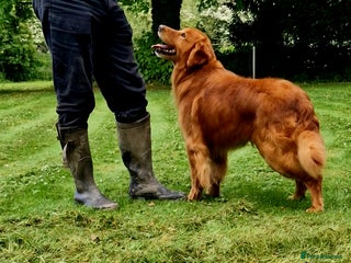 Golden Retriever dogs in Doncaster - Advert 8