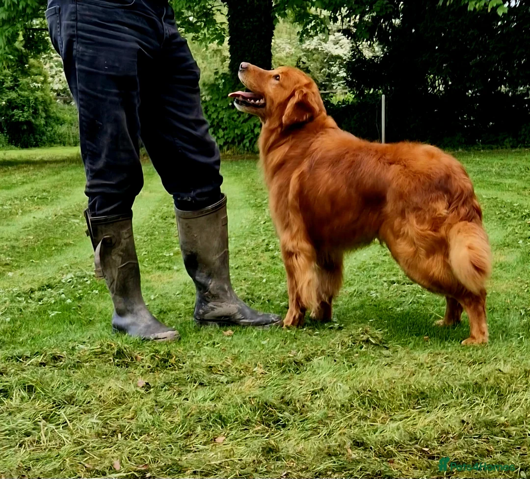 Golden Retriever dogs for stud: VERY DARK EXTENSIVELY HEALTH TESTED 209 CLEAR DNAS in Doncaster - Advert 1