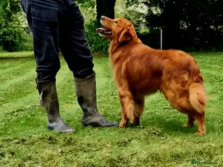 Golden Retriever dogs VERY DARK EXTENSIVELY HEALTH TESTED 209 CLEAR DNAS in Doncaster - Advert 19