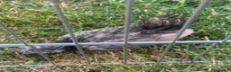 Chickens poultry for sale: Serama chicks and hatching eggs  - Advert 7