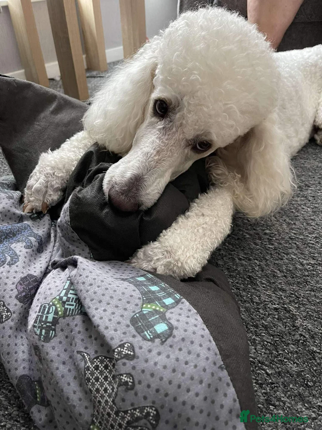 Standard Poodle dogs for stud: kc registered standard poodle for stud in Southampton - Advert 4