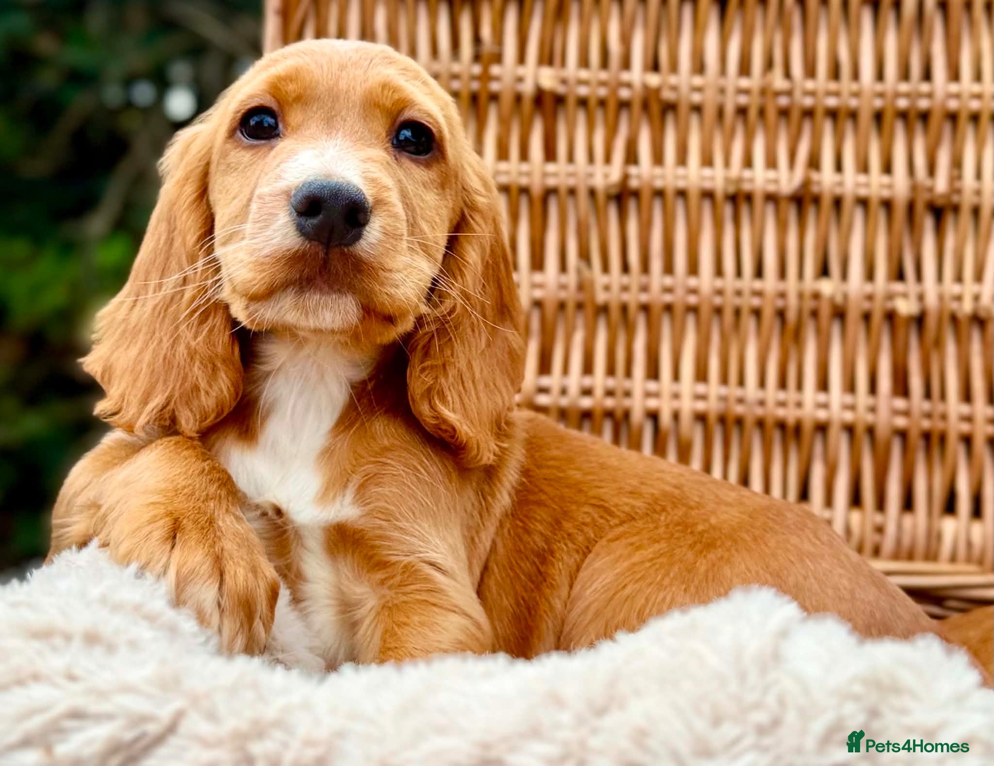 Cocker Spaniel dogs ONLY 3 LEFT ! TOP KC WORKING COCKER PUPPIES - Advert 1