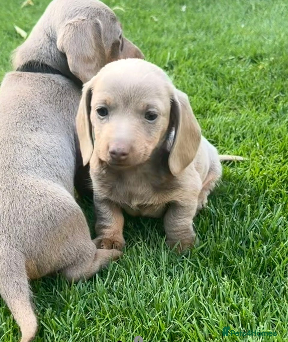 Miniature Dachshund dogs Miniature Dachshund ready 4th June KC registered - Advert 2