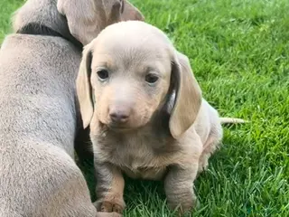 Miniature Dachshund dogs Miniature Dachshund ready 4th June KC registered - Advert 2