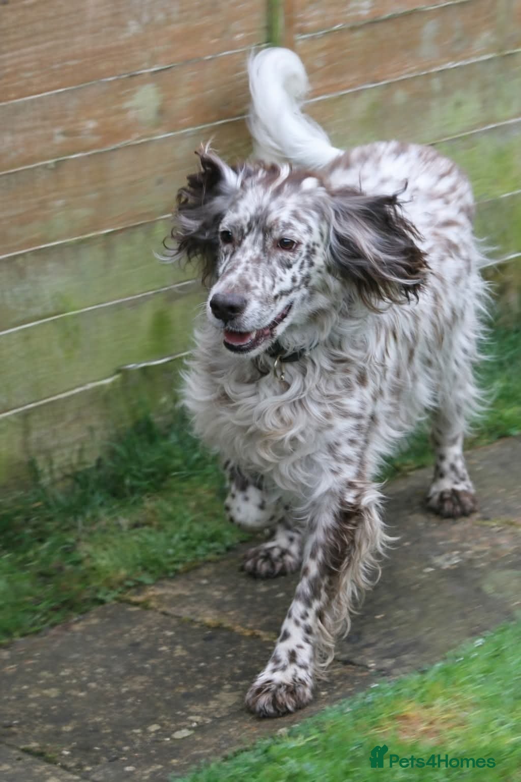 English Setter dogs Alfie - Advert 4