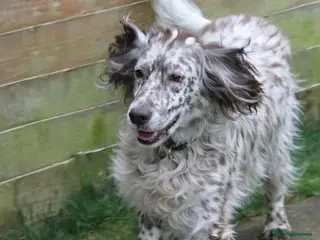 English Setter dogs Alfie - Advert 4