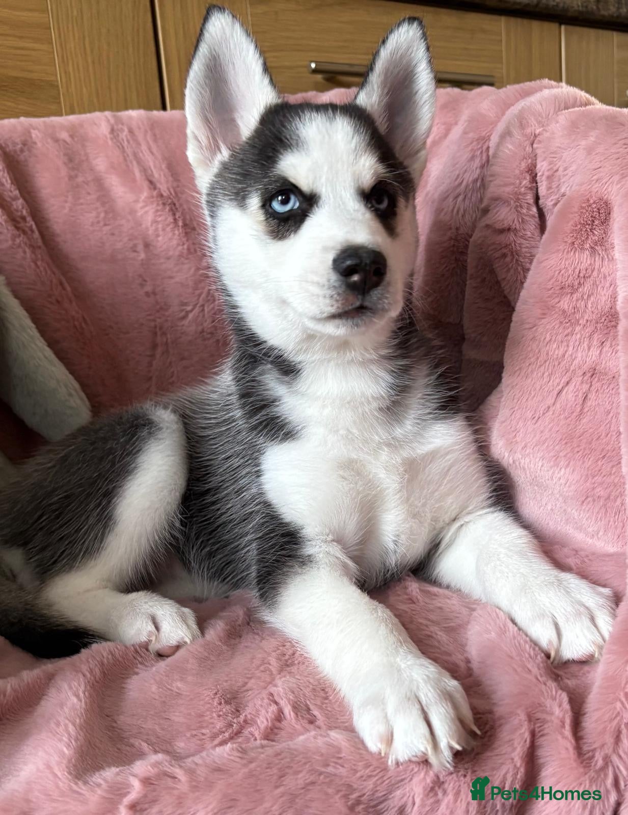 Siberian Husky dogs READY TO BE VIEWED! Gorgeous husky puppies! - Advert 2