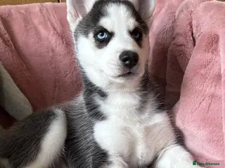 Siberian Husky dogs READY TO BE VIEWED! Gorgeous husky puppies! - Advert 2