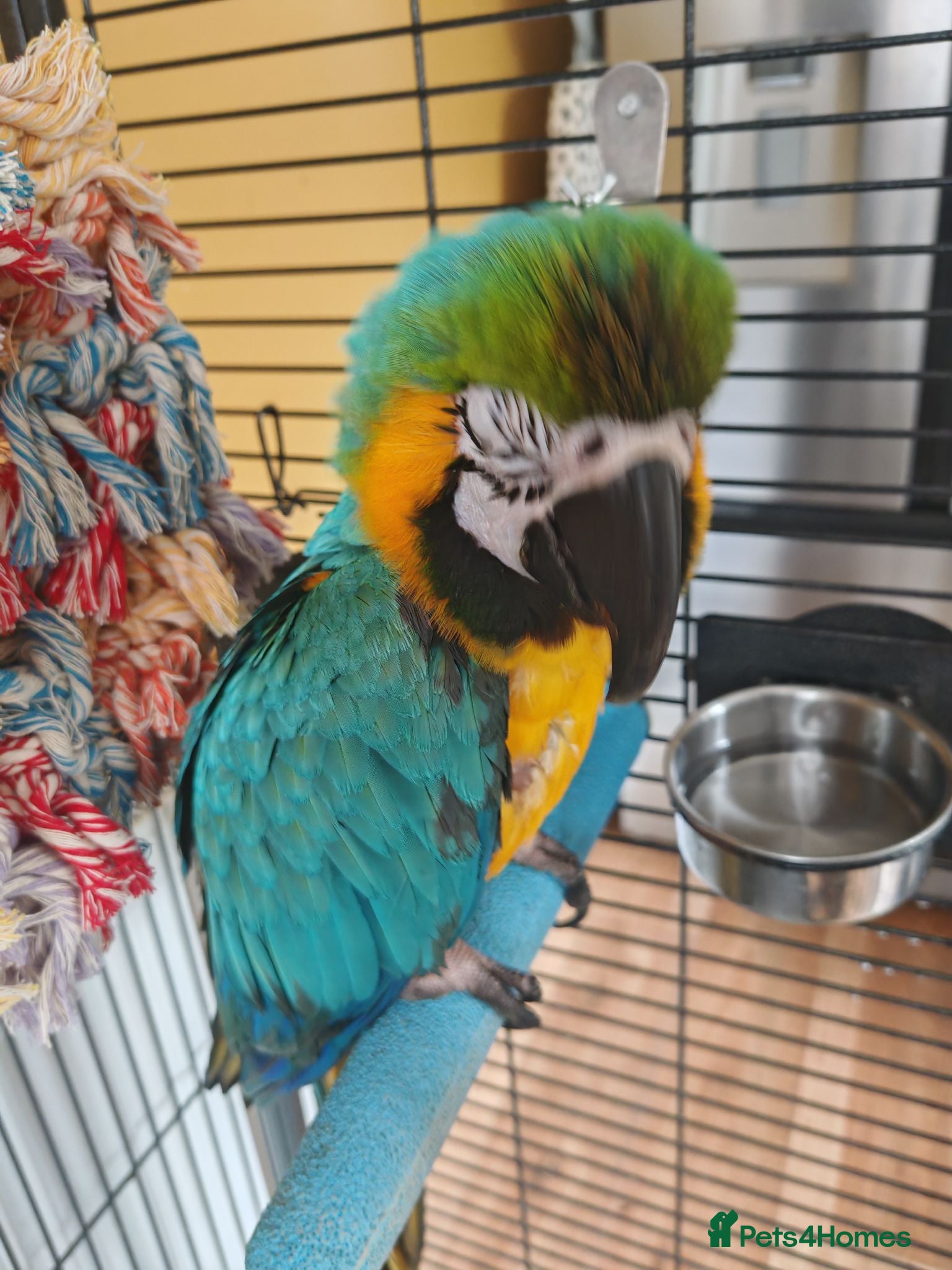 Macaws birds Blue & Gold Macaw – Mango (9 Years Old) - Advert 10