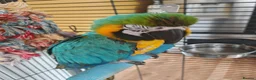 Macaws birds for sale: Blue & Gold Macaw – Mango (9 Years Old) - Advert 1