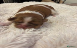 Shih Tzu dogs for sale: Imperial Shihtzu puppies - Image 6