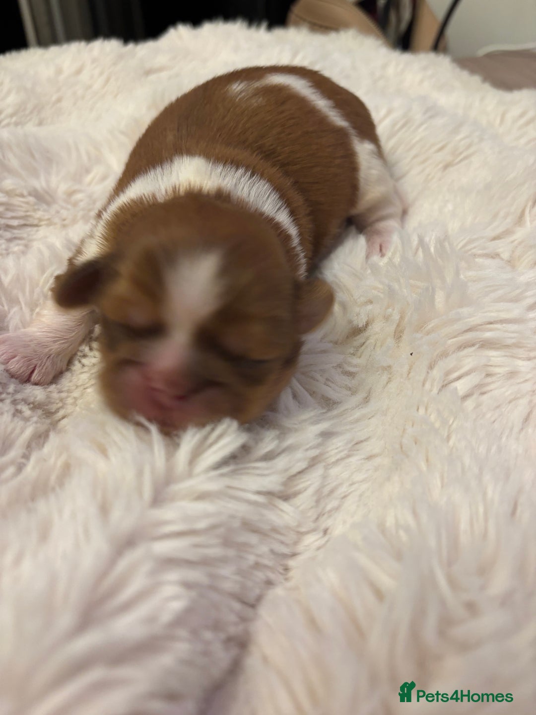 Shih Tzu dogs for sale: Imperial Shihtzu puppies - Image 6