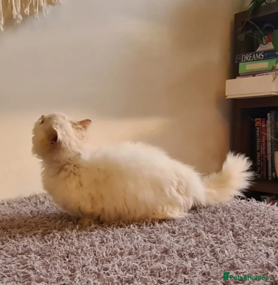 Munchkin cats for sale: Handsome munchkin - Advert 5