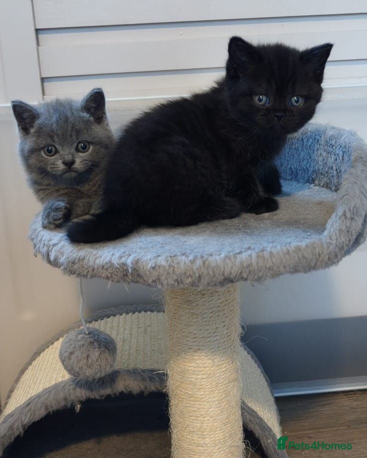 British Shorthair cats BSH GCCF reg pedigree black+ blue ready 18/9 - Advert 2