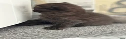 British Shorthair cats for sale: British shorthair blue /Adorable kittens  - Advert 7